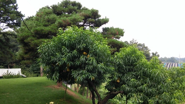 2474233A5796DC3A3684C0