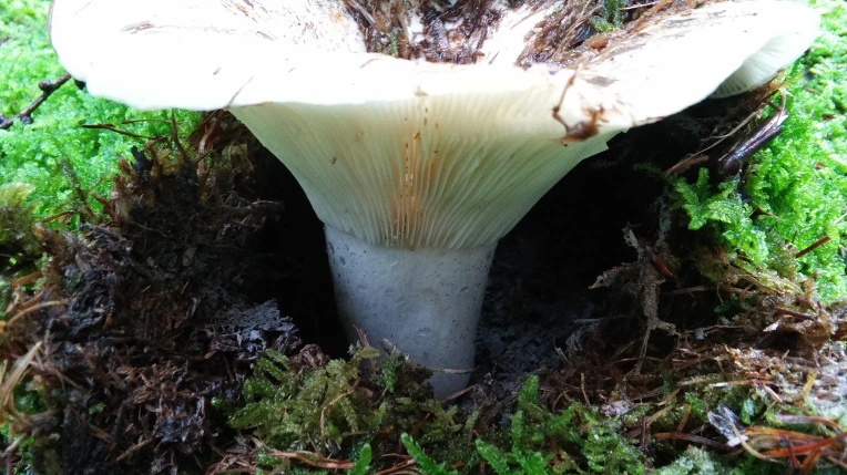 99593C33598F7CAF15BC83