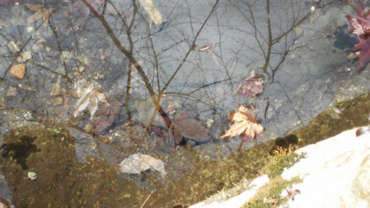 264AA03B56F3914A344C87