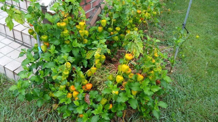 266D433E57C39BF91B0850