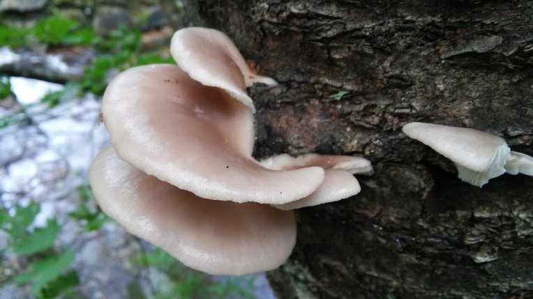 998EC83359CB17C435B6BE