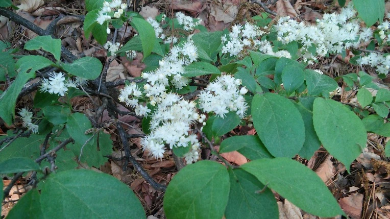 2757CD4C5726976F128E3E