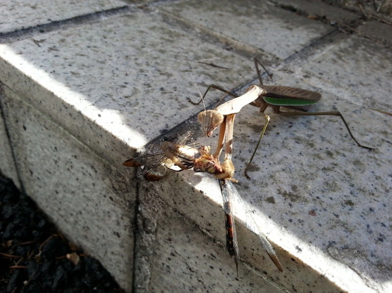 2329C13F541BBF691BF66E