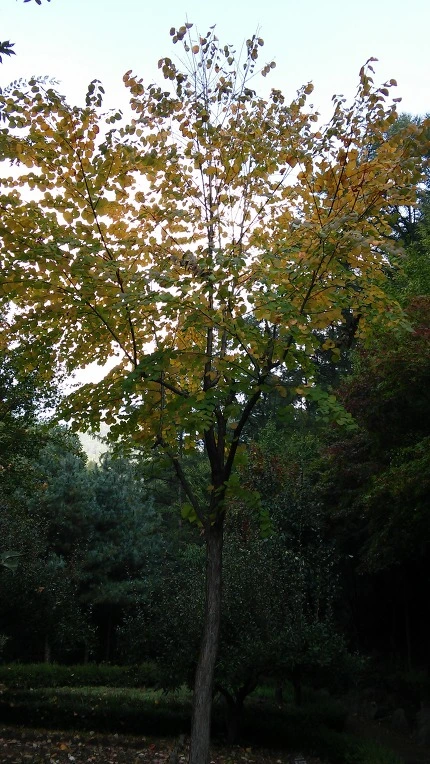 2711B736561F58072713BE