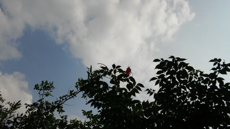 217D1A3957E3A341219861