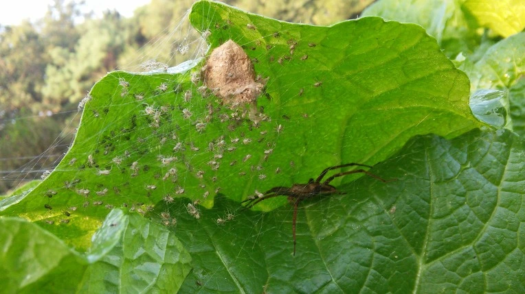 21030A3657E46848083321