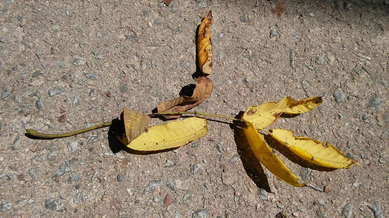 99CBBB3359A1F67715F6EC