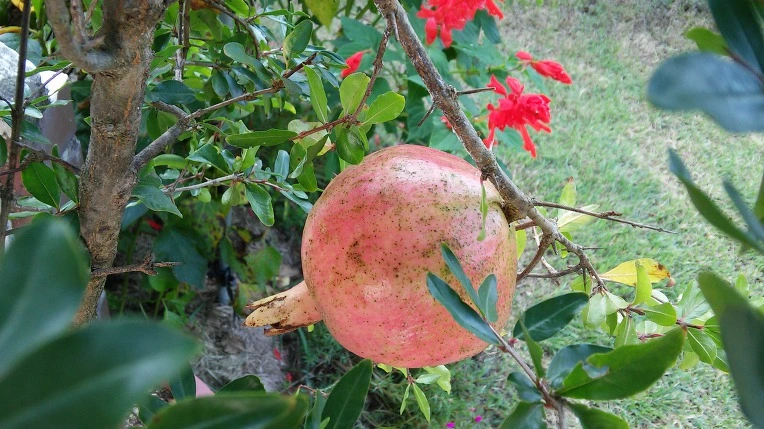 99CD203359A7DC4C345633