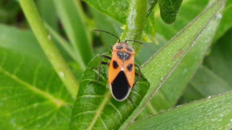 2266D243577071862AECEB