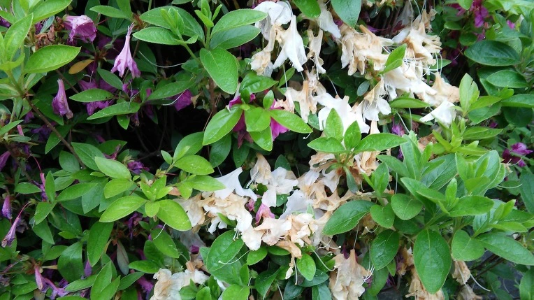 243AF450572FBDF2191F3A