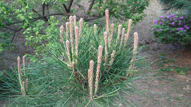 212B1338571DF44F17020B