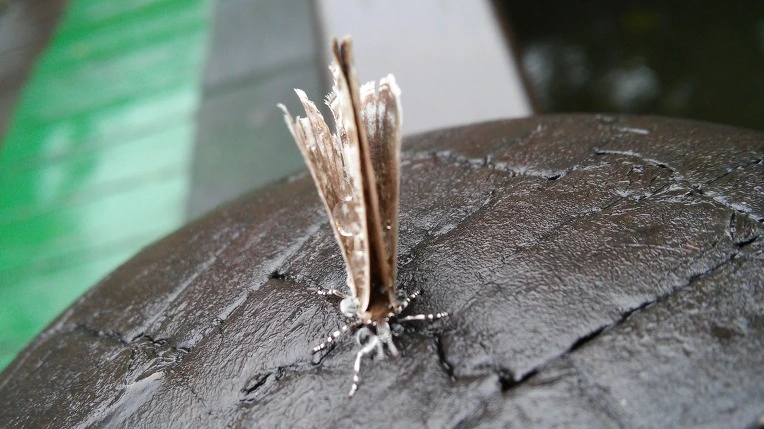 276FAE44558C8DD334A0D6