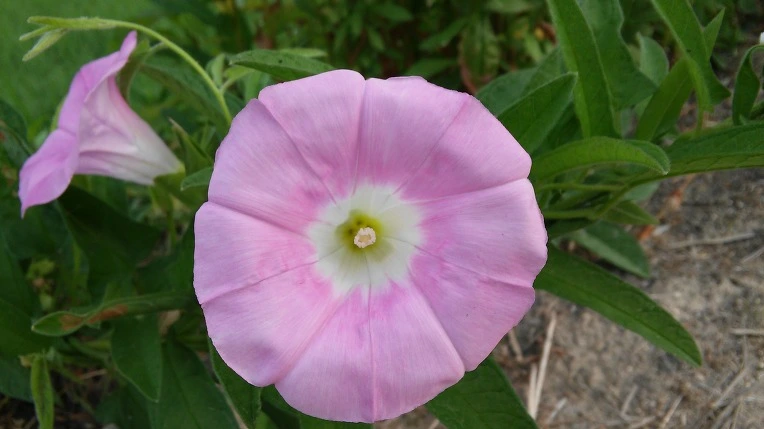 240635425765F53C388C89