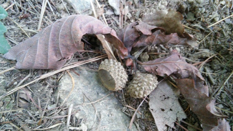 277757505620517412E6EA