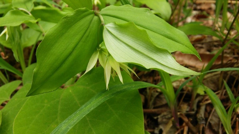 2146F73559155DE4137ED1