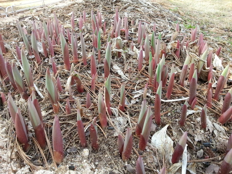 215C4441533A74352EB126