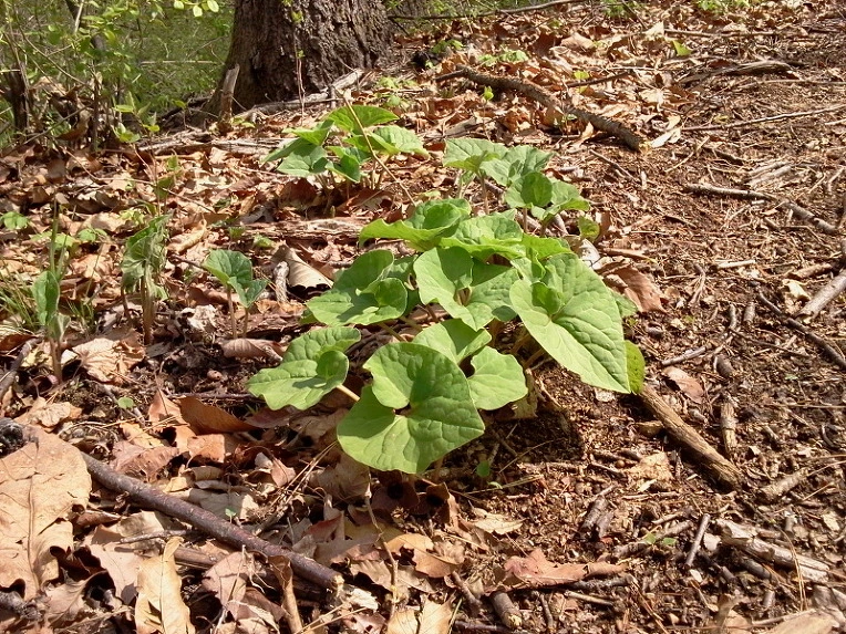 197CA4424DBFA014385FF8