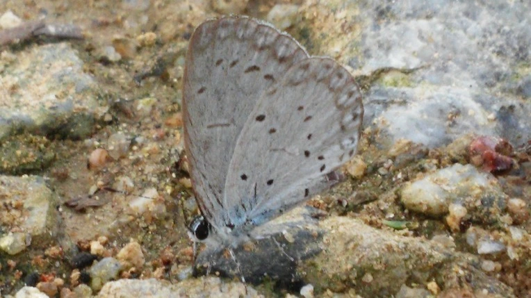 245A0147579FED592496B7