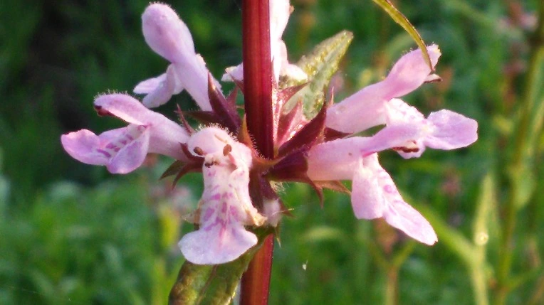 260C7050576F7D0D2699D8