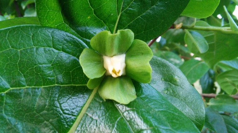 26177D3D5622BDDC1A8FEC