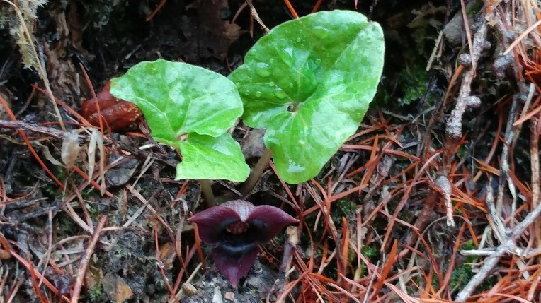 999EA5365CDF836F30A674