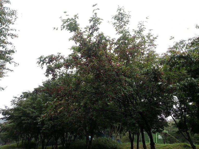 265C023D52354C6A2E6E9A