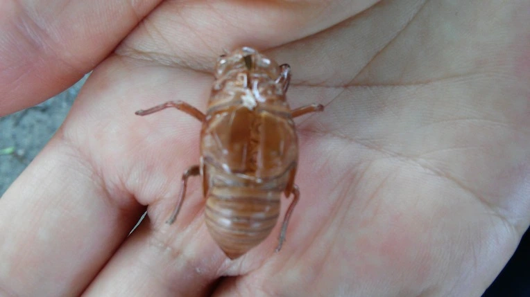 251A284456528BD416D1C6