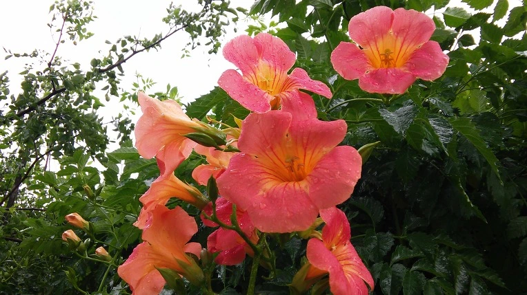 242BD63357BFDF4826643E