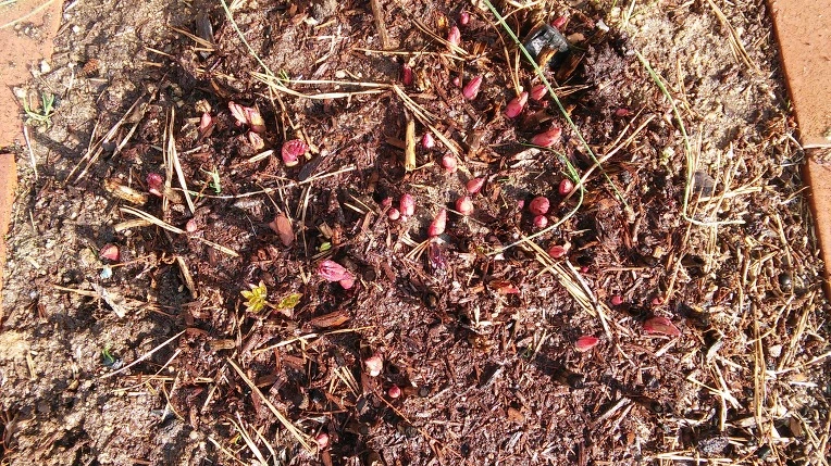 2349834156FC8D1E066CD4