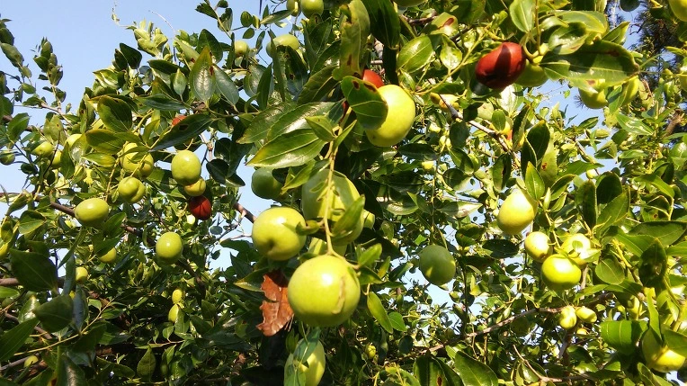 23753E3957E3A32E28F55E