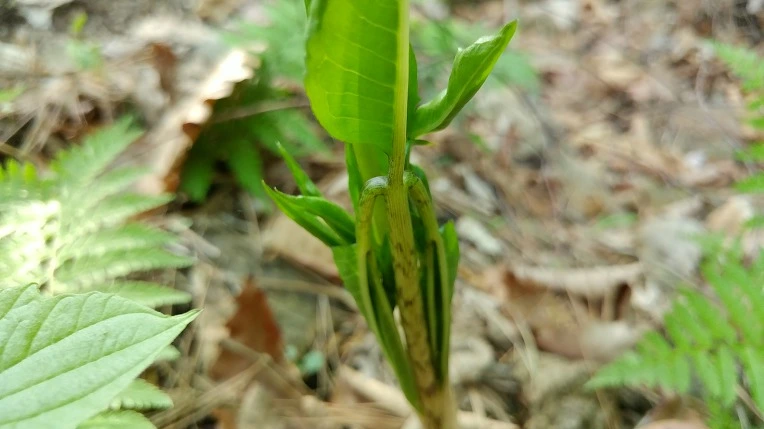 99C07E365CDF86A1277A49