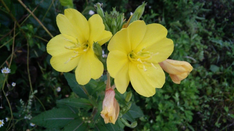 22243A3357E4680B2CE3A1