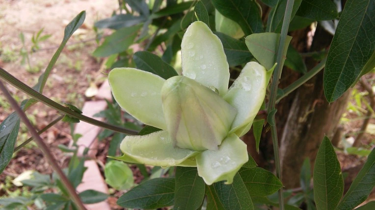 2506923A57BD0F892B12D3