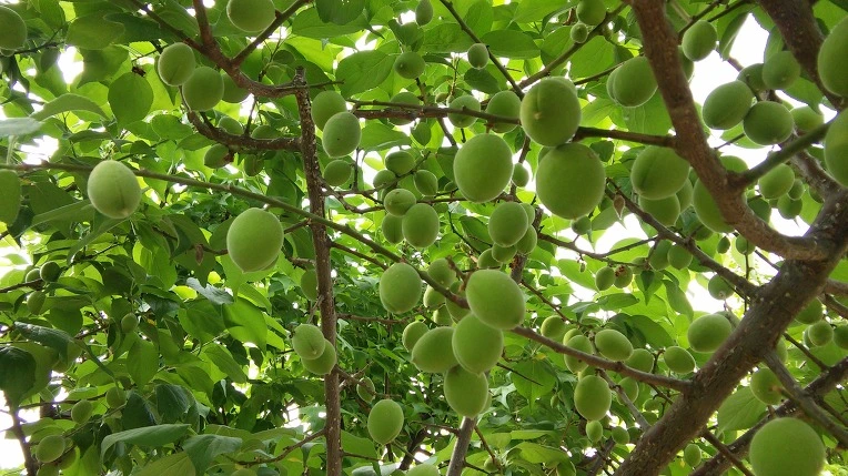 2402D550591BADFC209511