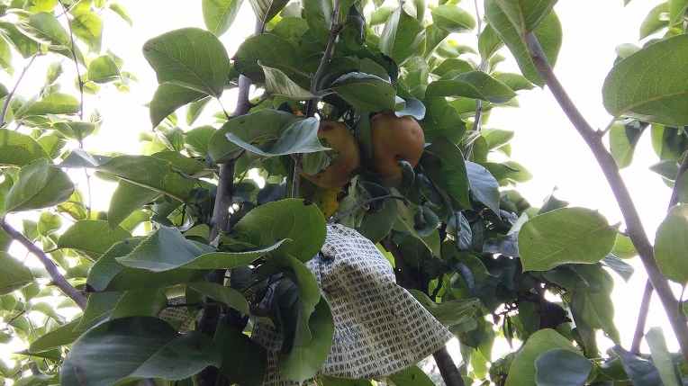 992E1C3359A7DCD412C3C0