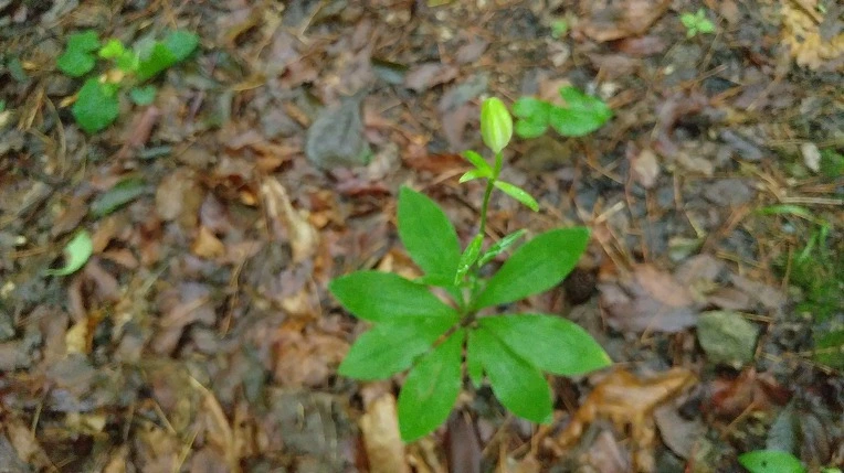 99E736355DBE67CD09C479