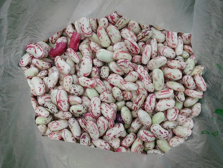 24579947576F81072BA164