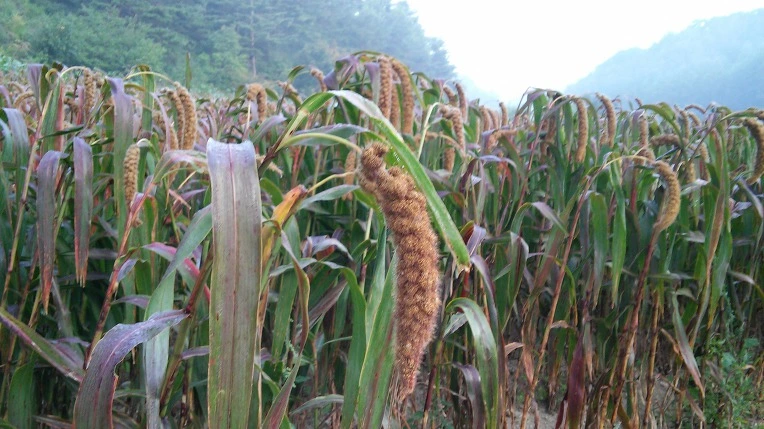 9976A43359CB17F939EB7D