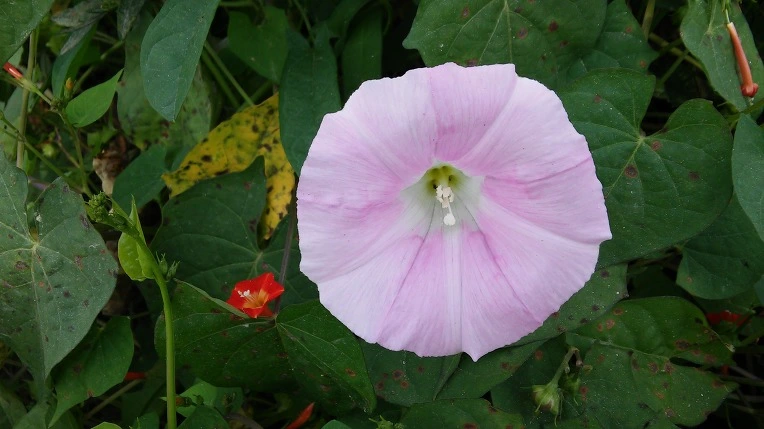 265DAD4457D6081B14823D