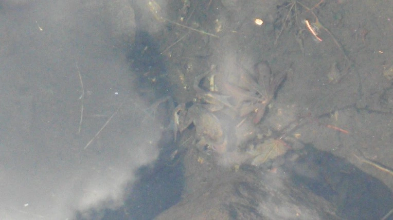 21706A3356F77593342E66