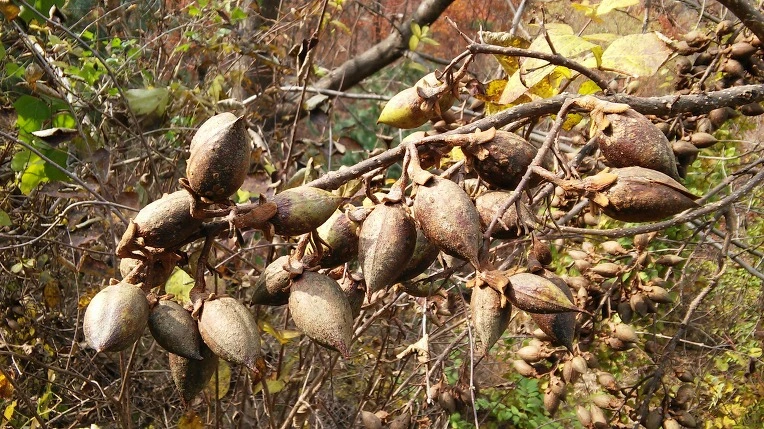 2116913D569F2AA60B7DE6