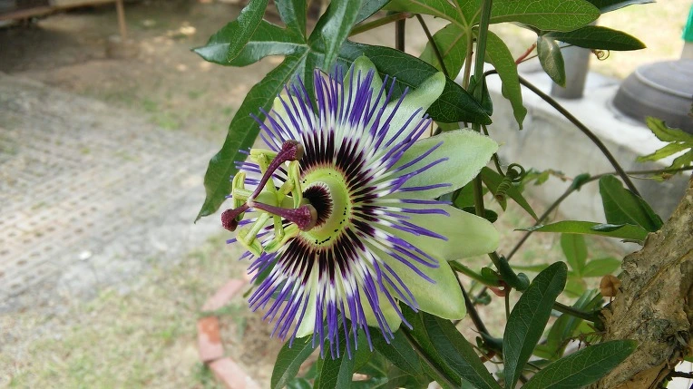 2750F546574D37D90A195F