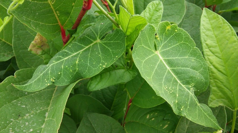 257DAD4E575E570133E99B