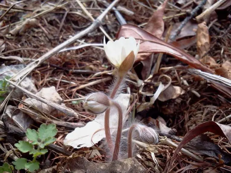 99DBF1355EA243312EF9FF