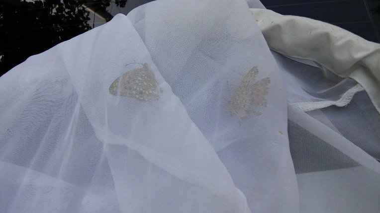 273E36425593ABAB3092A3