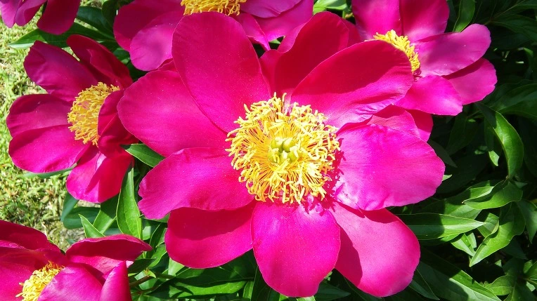 25335C4B591BAEBB35B1D0