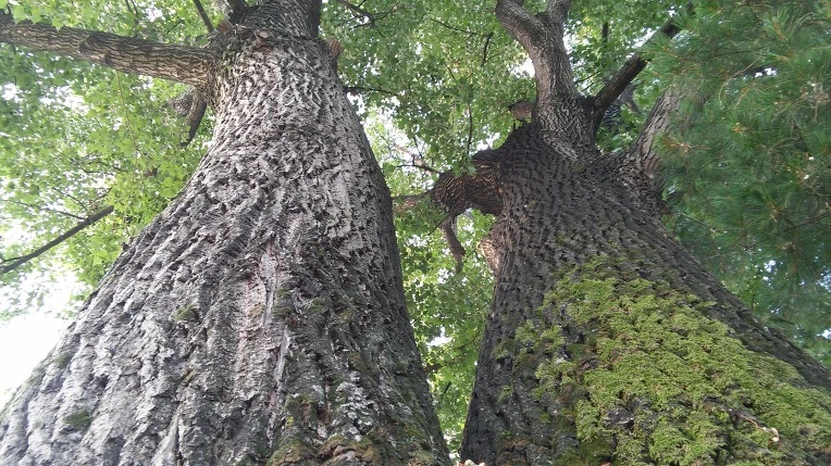 2729FB4C576B4DCB1B5263