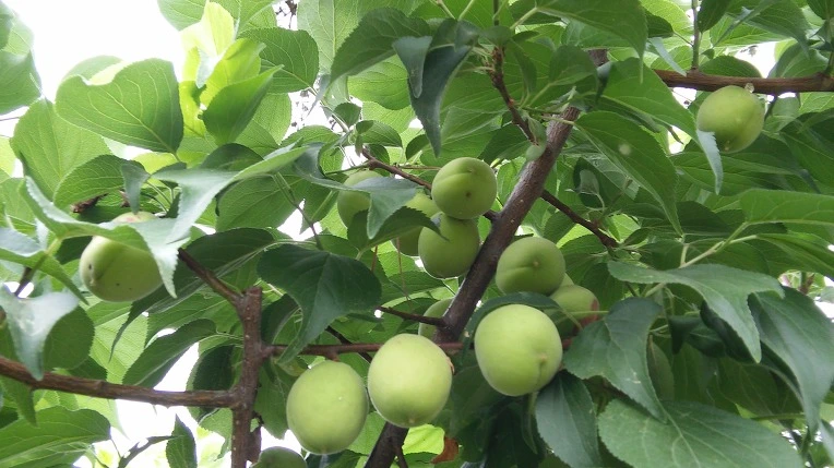 21430746575617413258B0