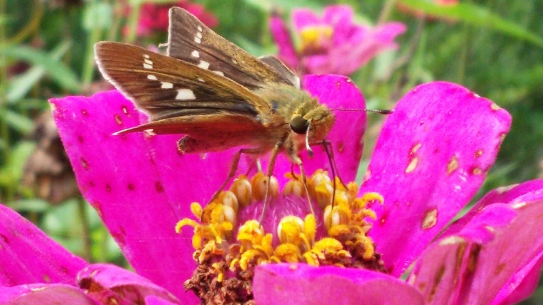 99990333599E1B4323854A