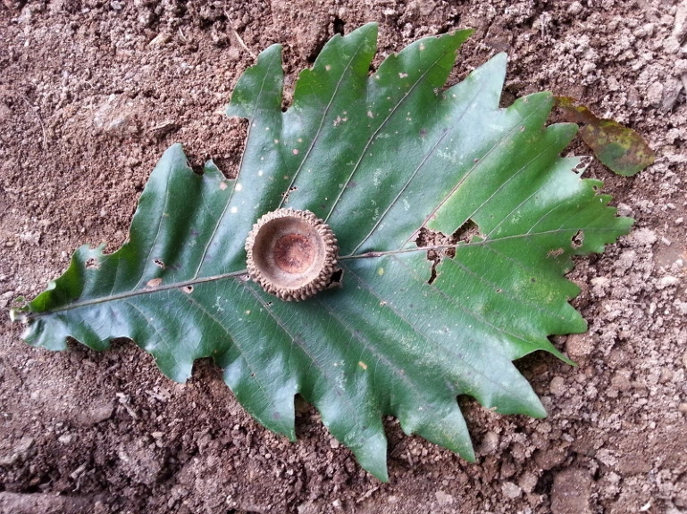 2457314A5432871C28DAA5